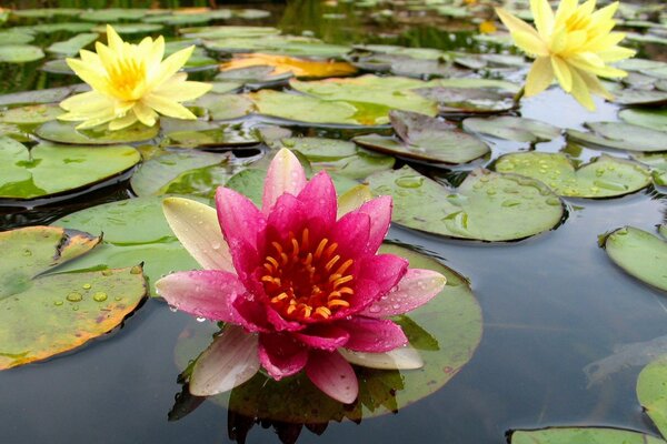 Blooming flowers of water lilies on the water