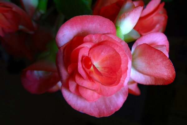 Pétalos rosados de una pequeña flor