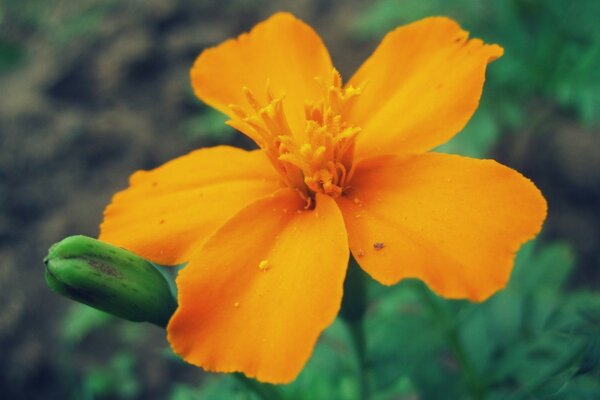 Flor brilhante cresce em verdes