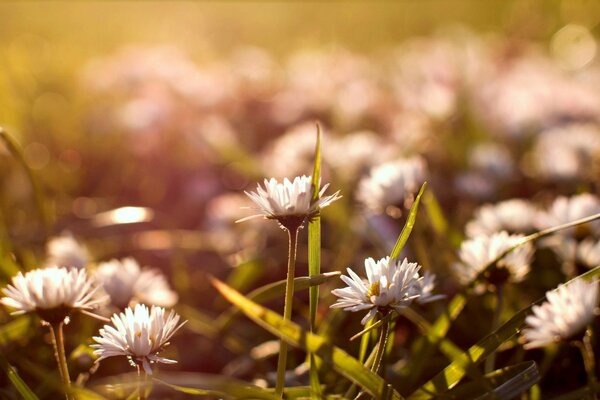 Gänseblümchen, verrate mir Glück und Liebe