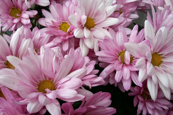 Fleurs avec des pétales roses