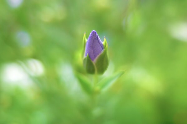 As folhas ficam verdes, as flores crescem