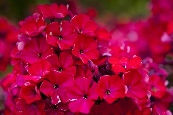 Inflorescences of a red flower on the street