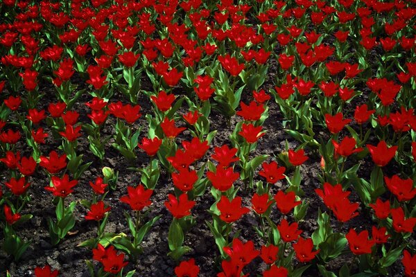 La bellezza dei campi di tulipani Dell Olanda