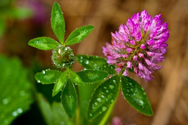 Flore faune feuilles vert