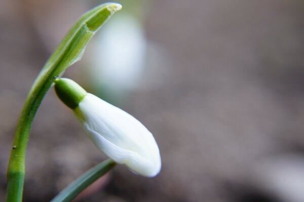 Lily of the valley in nature with a blurred background