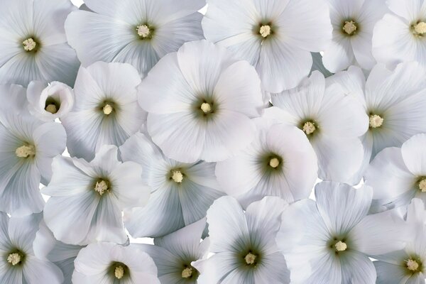 Un grand nombre de fleurs blanches