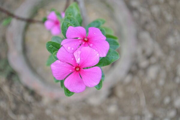 Eine schöne Blume wächst im Garten