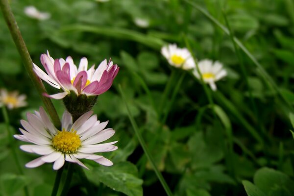 Daisy, dis-moi juste la vérité