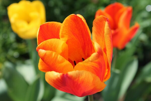 Esta flor como ninguna otra se ve bien en el Jardín