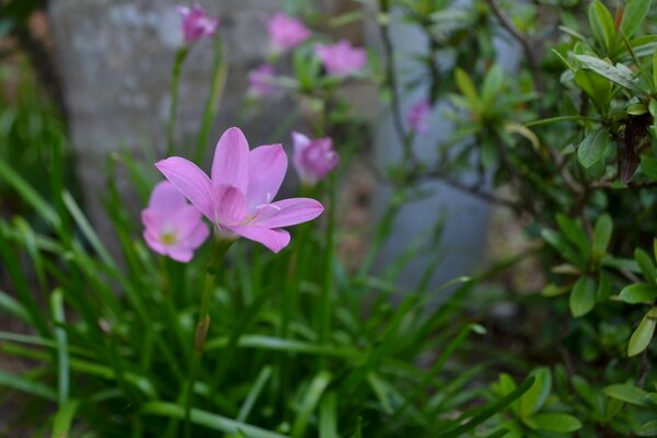 Garden flowers purple flower