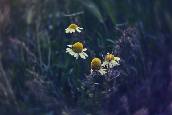 Fading daisies in the maelstrom of events