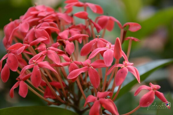 Unusual bright flowers in the garden