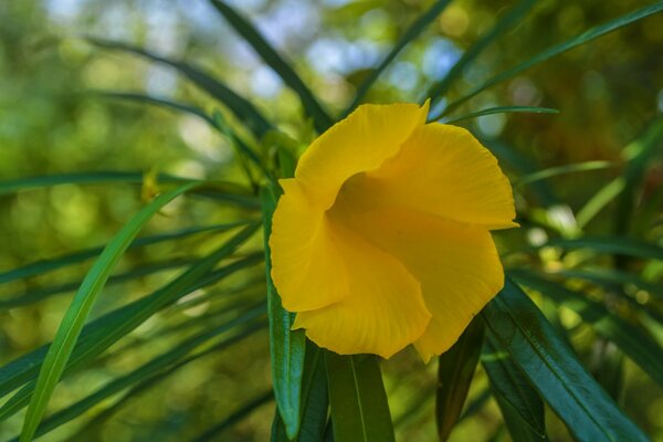 Un fiore luminoso è sempre bello e spettacolare