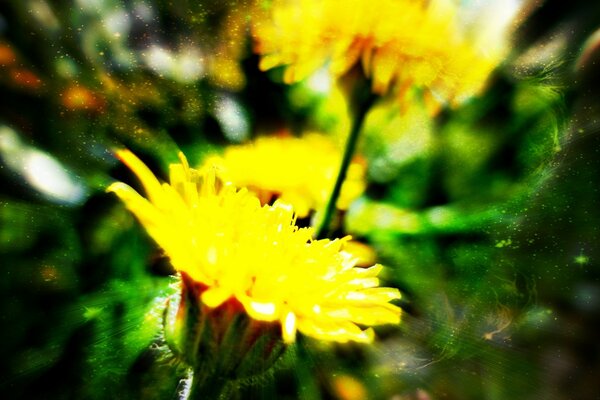 Macro de plantes dans le champ deux