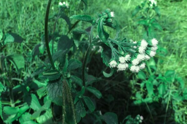 Las flores crecen en el verde del bosque