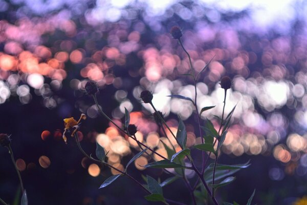 Coucher de soleil fleurs violettes à bokeh