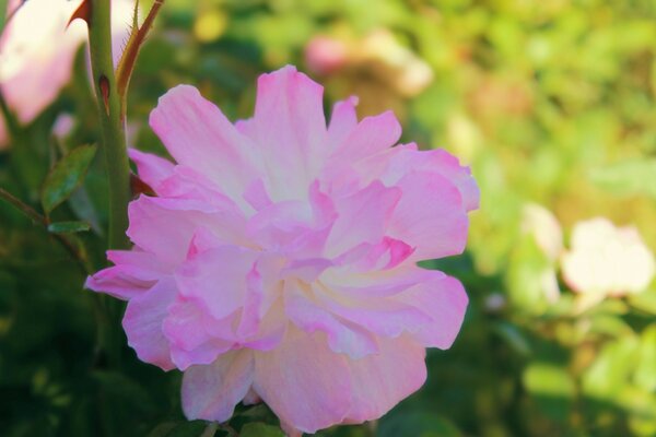 Fleur éponge rose sur fond de verdure