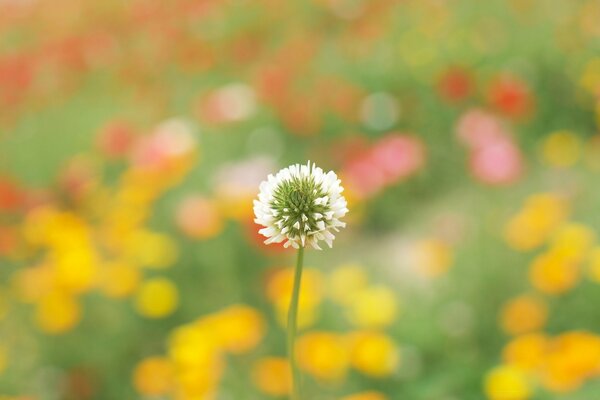 Um lindo dente-de-leão que se eleva entre outras flores