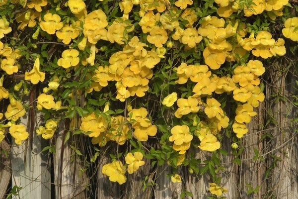 Gelbe Blüten kriechen an der Wand entlang