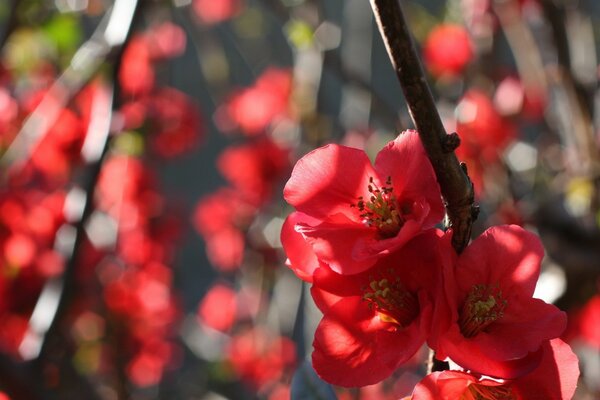 Inflorescences of red flowers on a tree