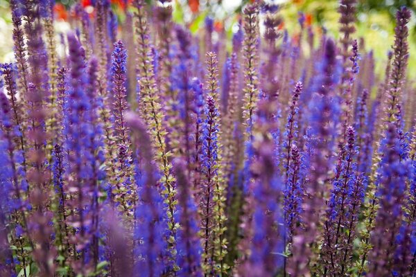 Hohe blaue Blumen im Sommer