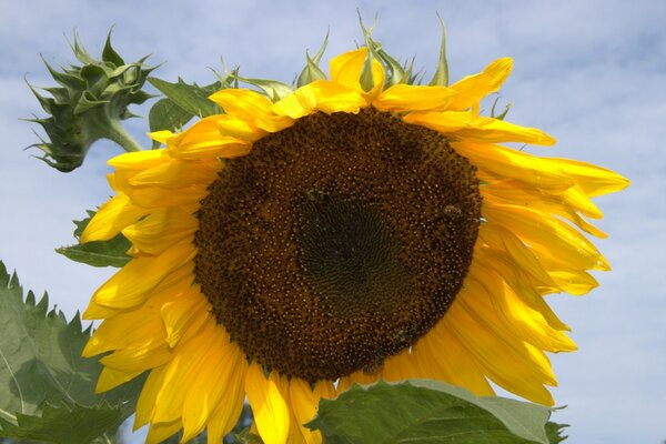 A ripe sunflower against the sky