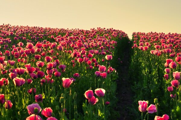 A huge field dotted with poppies