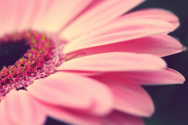 Fliegende Natur mit rosa Blüten