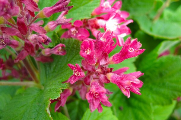 Macro de plantes dans le champ de trois