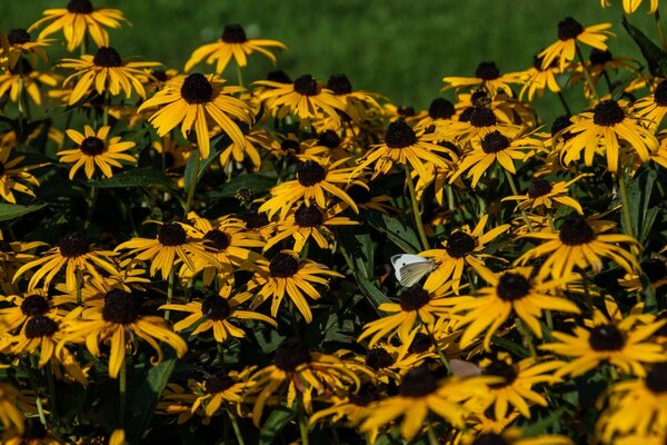 Tall yellow flowers in the garden