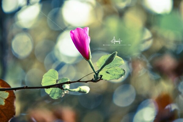 Une fleur solitaire complétera parfaitement n importe quelle composition