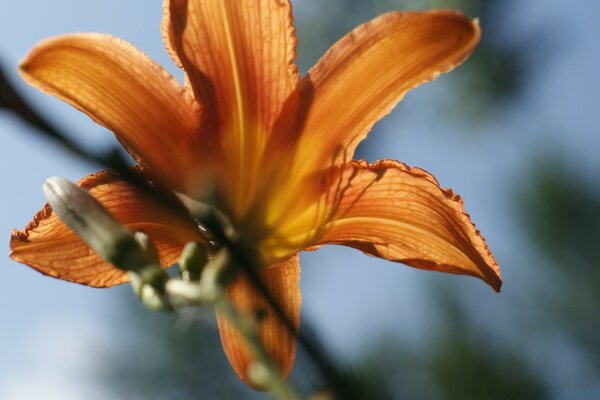 Gelbe Blume Nahaufnahme