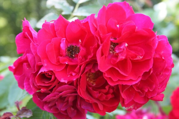 Pink Tea Rose buds