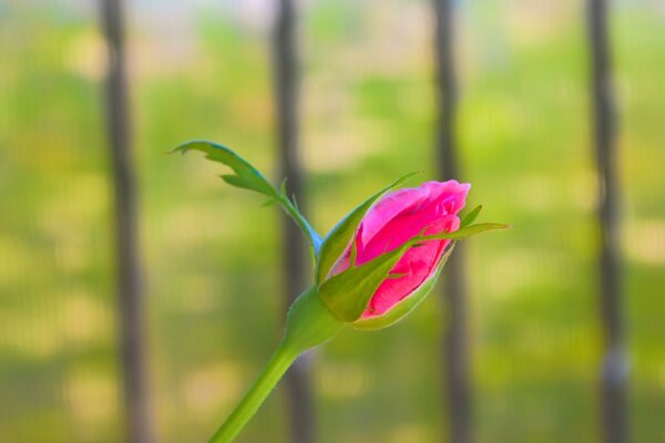 L été est venu les fleurs s épanouissent