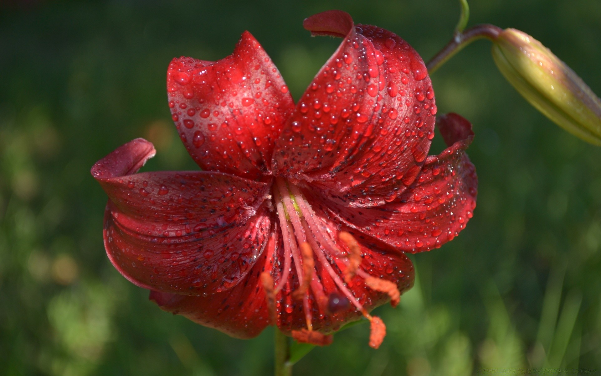 花 自然 花 植物 花园 夏天 颜色 叶 户外 特写 明亮 美丽 花卉 果壳