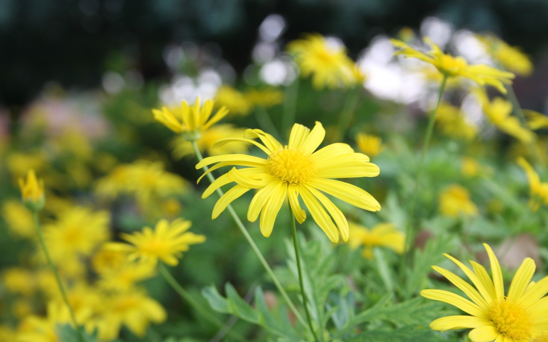 flowers nature summer flower flora garden field growth fair weather bright sun grass blooming leaf outdoors hayfield color petal floral sunny