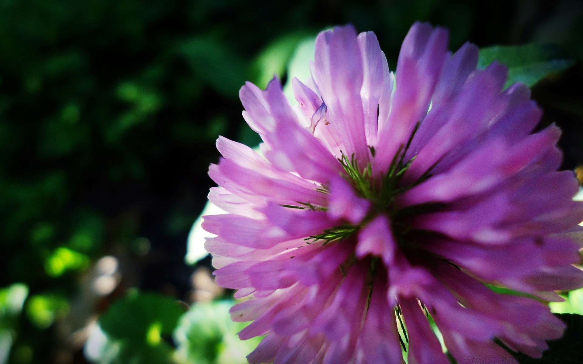 fleurs fleur nature flore jardin été bluming pétale couleur feuille floral à l extérieur