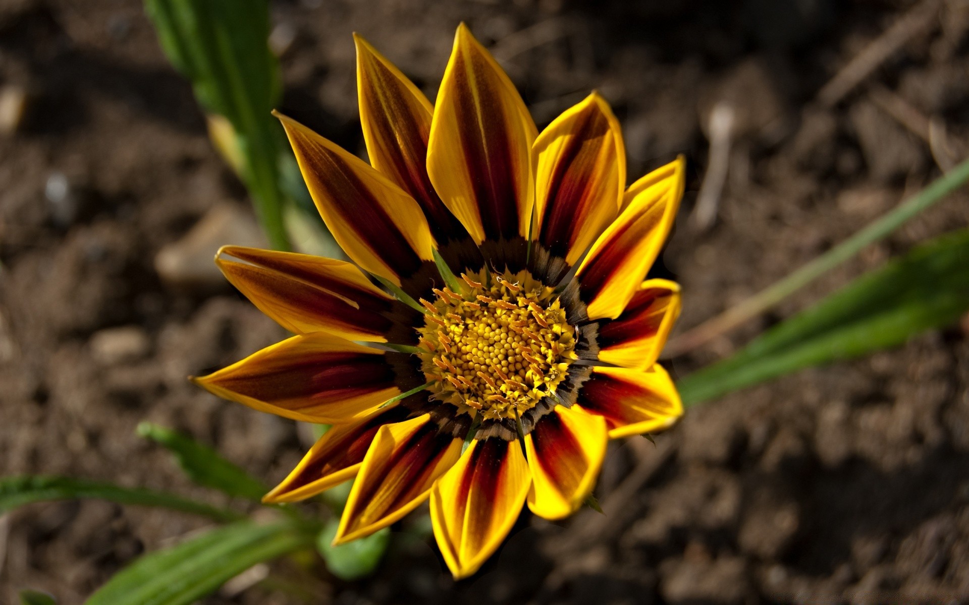 blumen natur flora blume garten sommer blatt blütenblatt im freien hell wachstum blühen farbe