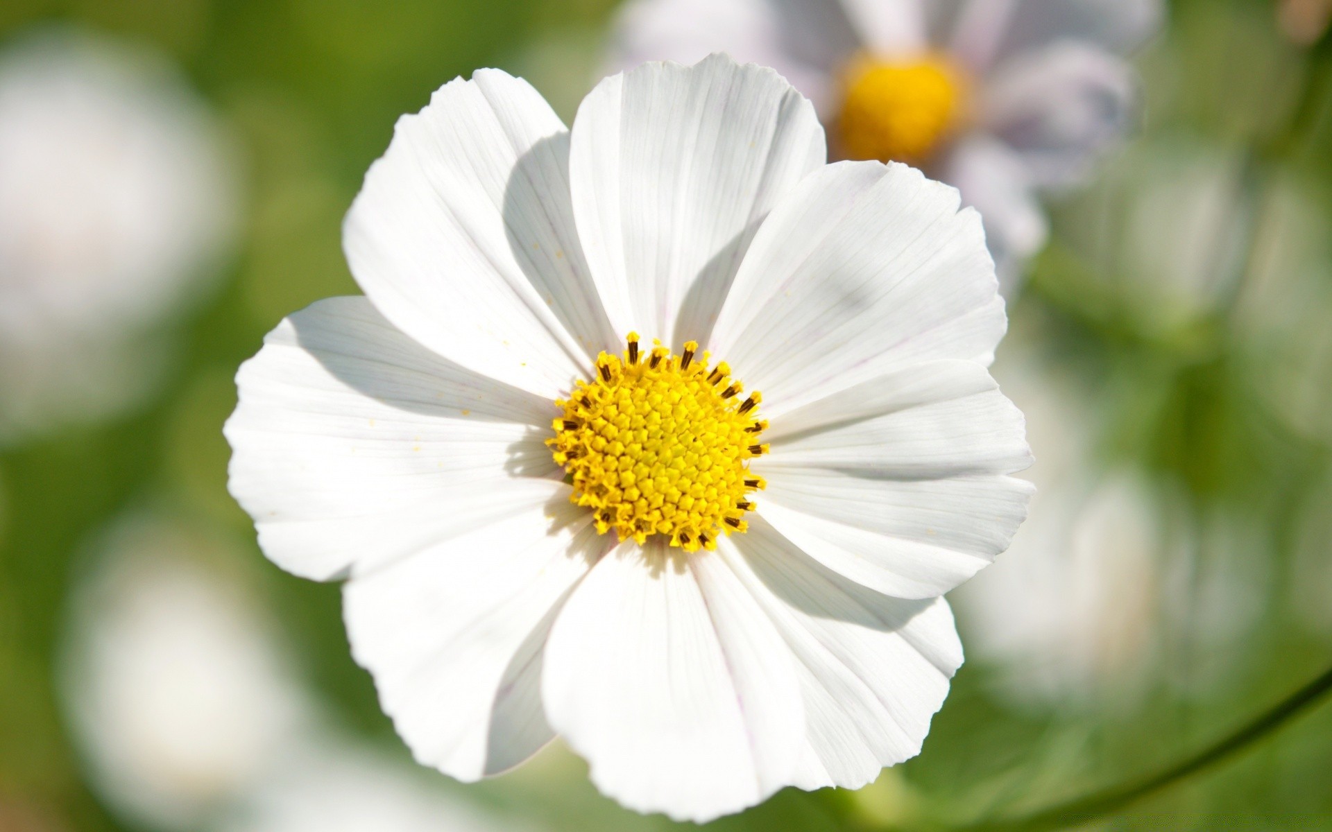 kwiaty natura flora kwiat lato liść ogród płatek zbliżenie stokrotki jasny bluming wzrost kolor trawa