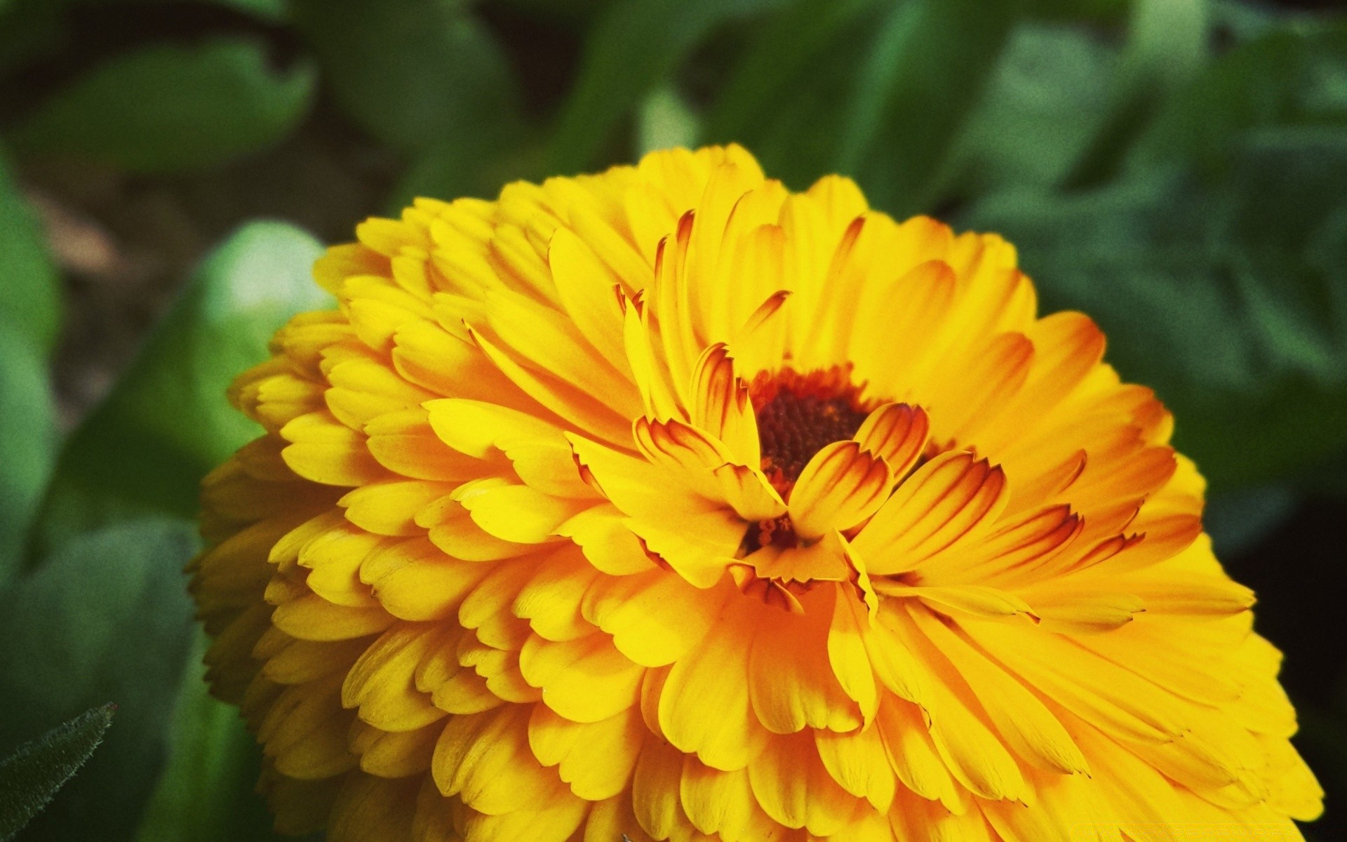 flowers nature flower flora petal summer garden leaf blooming floral bright color growth close-up outdoors beautiful