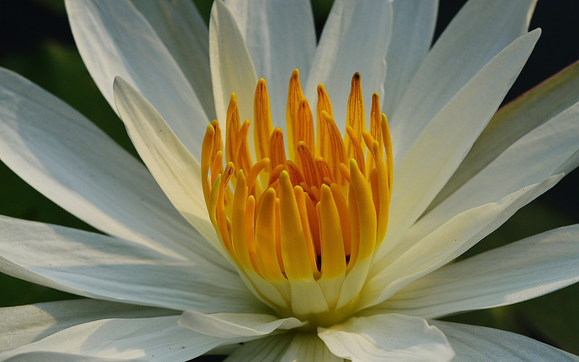 blumen blume lotus natur flora blatt sommer lilie garten blühen pool heilig exotisch zen blütenblatt meditation wasser tropisch