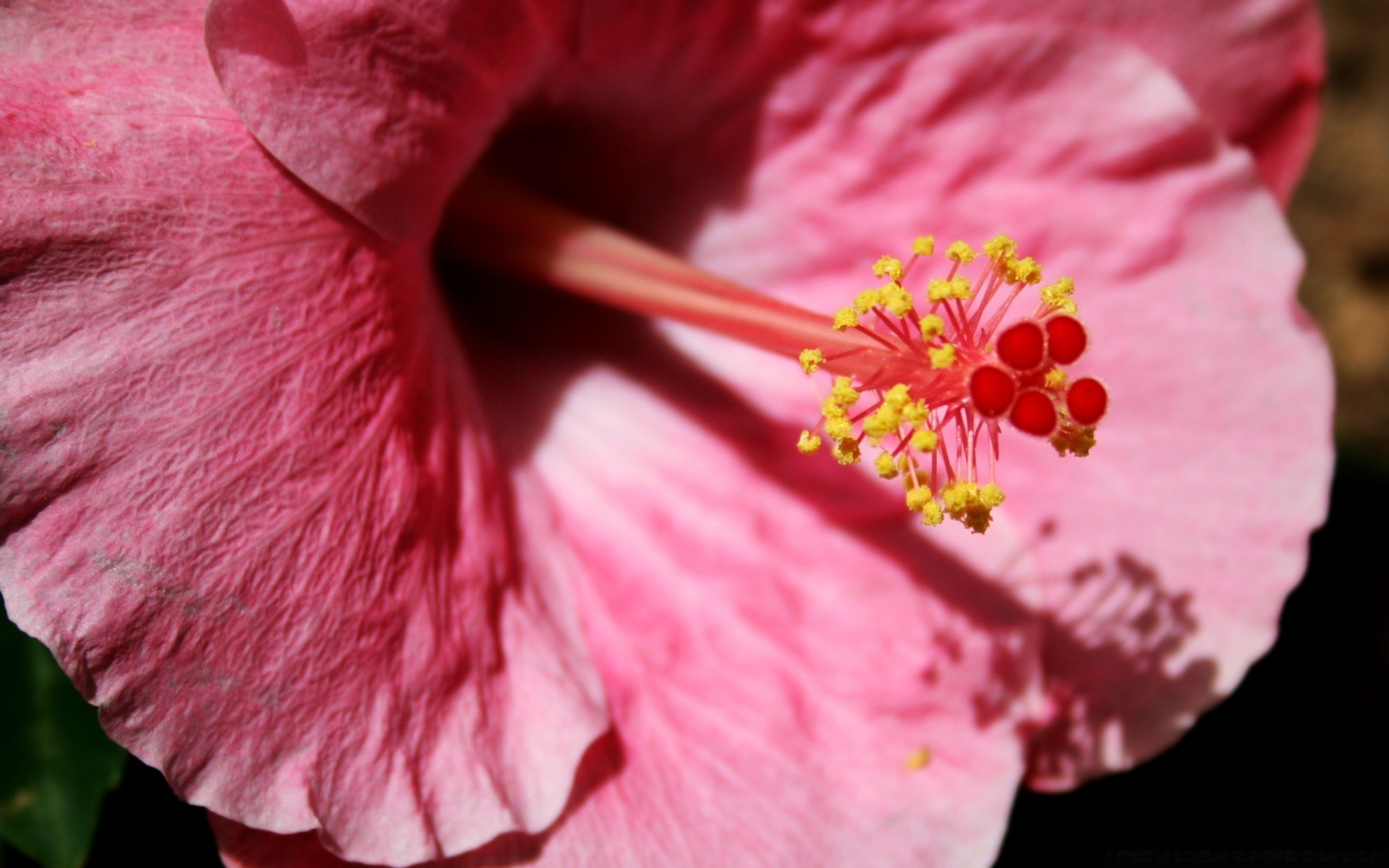 fleurs fleur flore nature feuille hibiscus pétale jardin floral bluming couleur délicat lumineux rose été gros plan