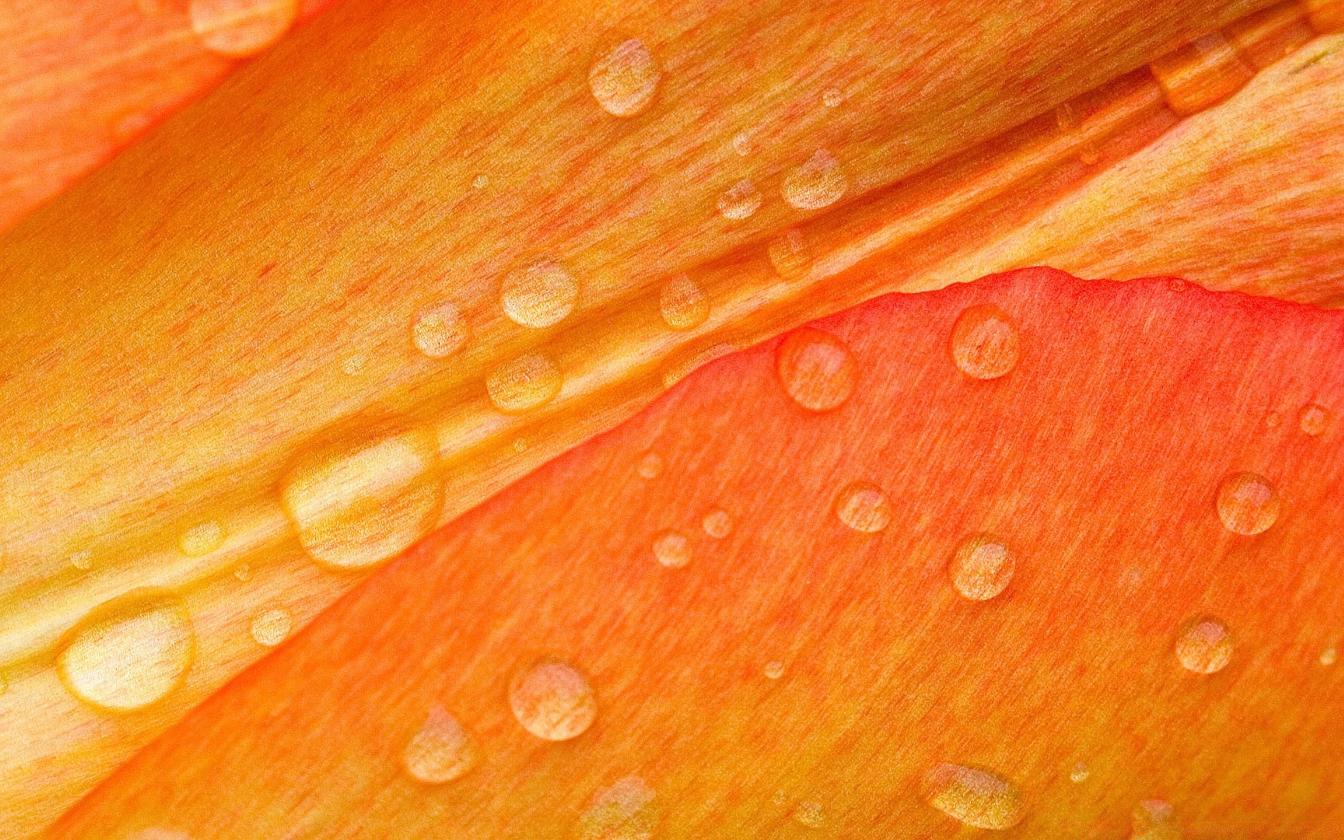 flores molhado orvalho textura cor desktop abstrato gota água chuva brilhante padrão natureza flora close-up folha design limpar