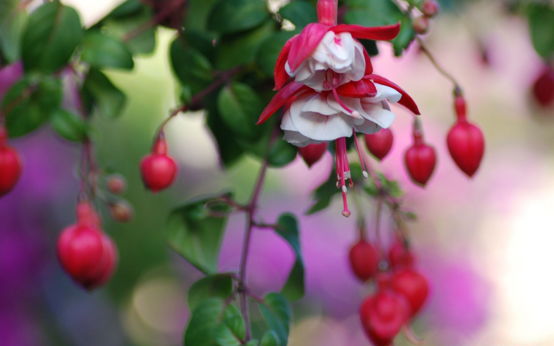 flowers nature leaf garden tree flower color flora branch season fruit decoration winter beautiful summer shrub christmas