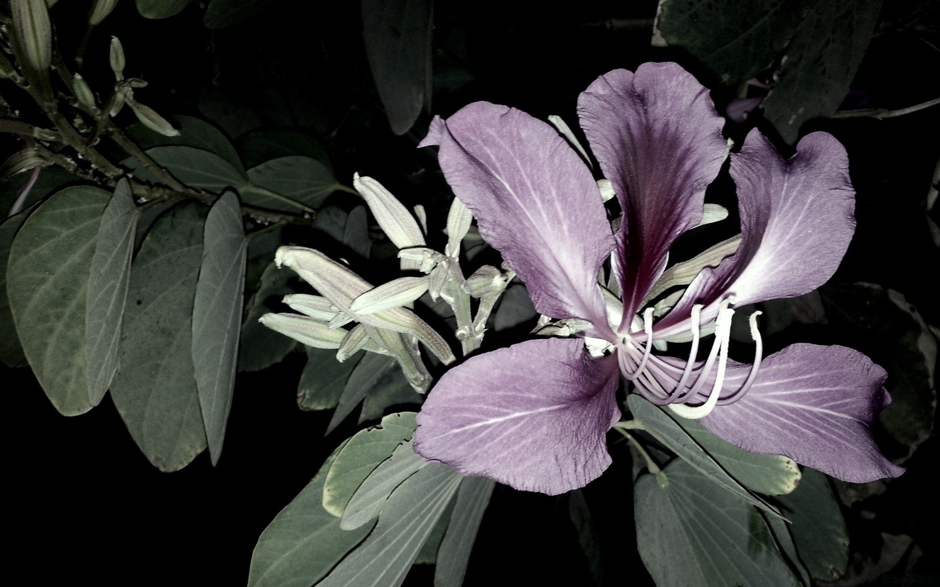 flowers flower flora leaf nature garden petal blooming floral close-up summer color bright outdoors beautiful