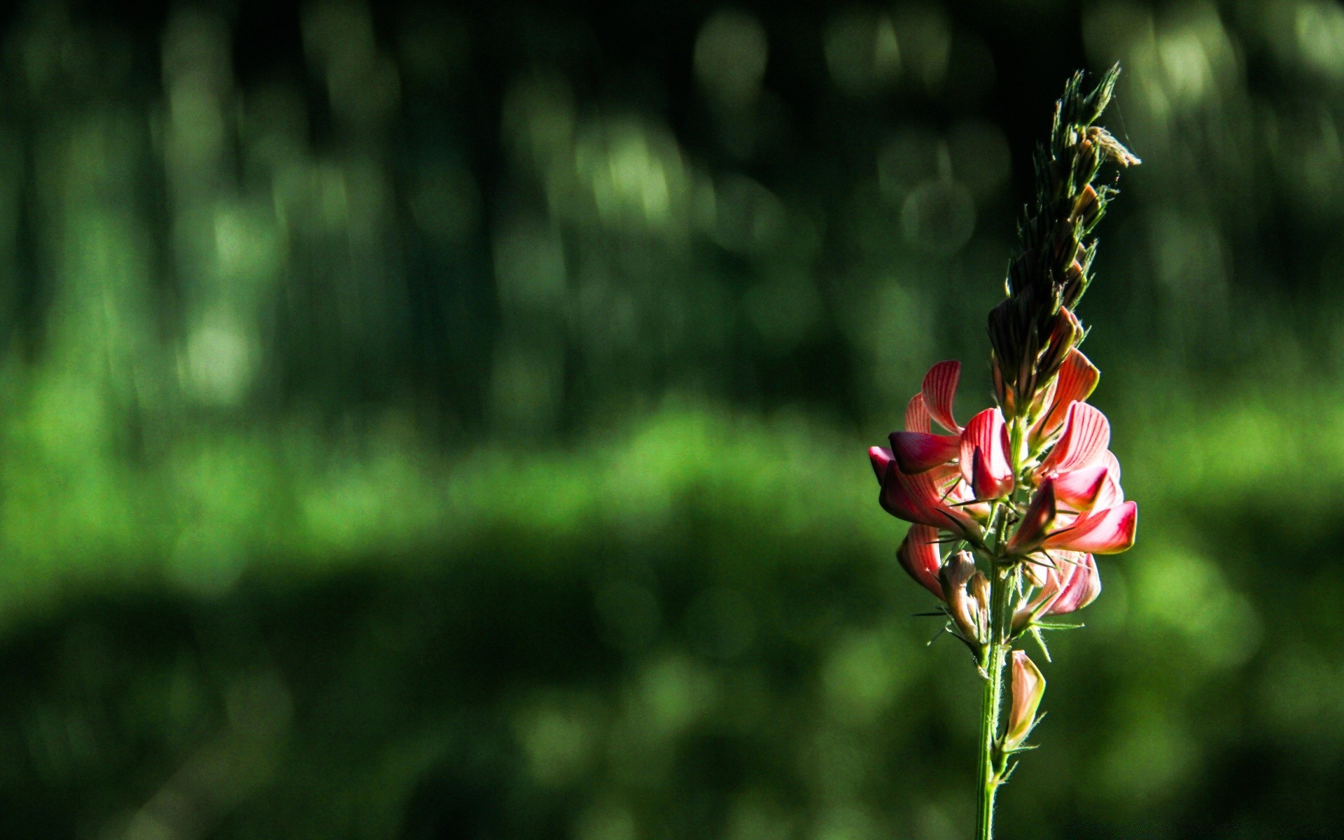 kwiaty natura kwiat lato flora liść ogród wzrost na zewnątrz jasny kolor zbliżenie dobra pogoda