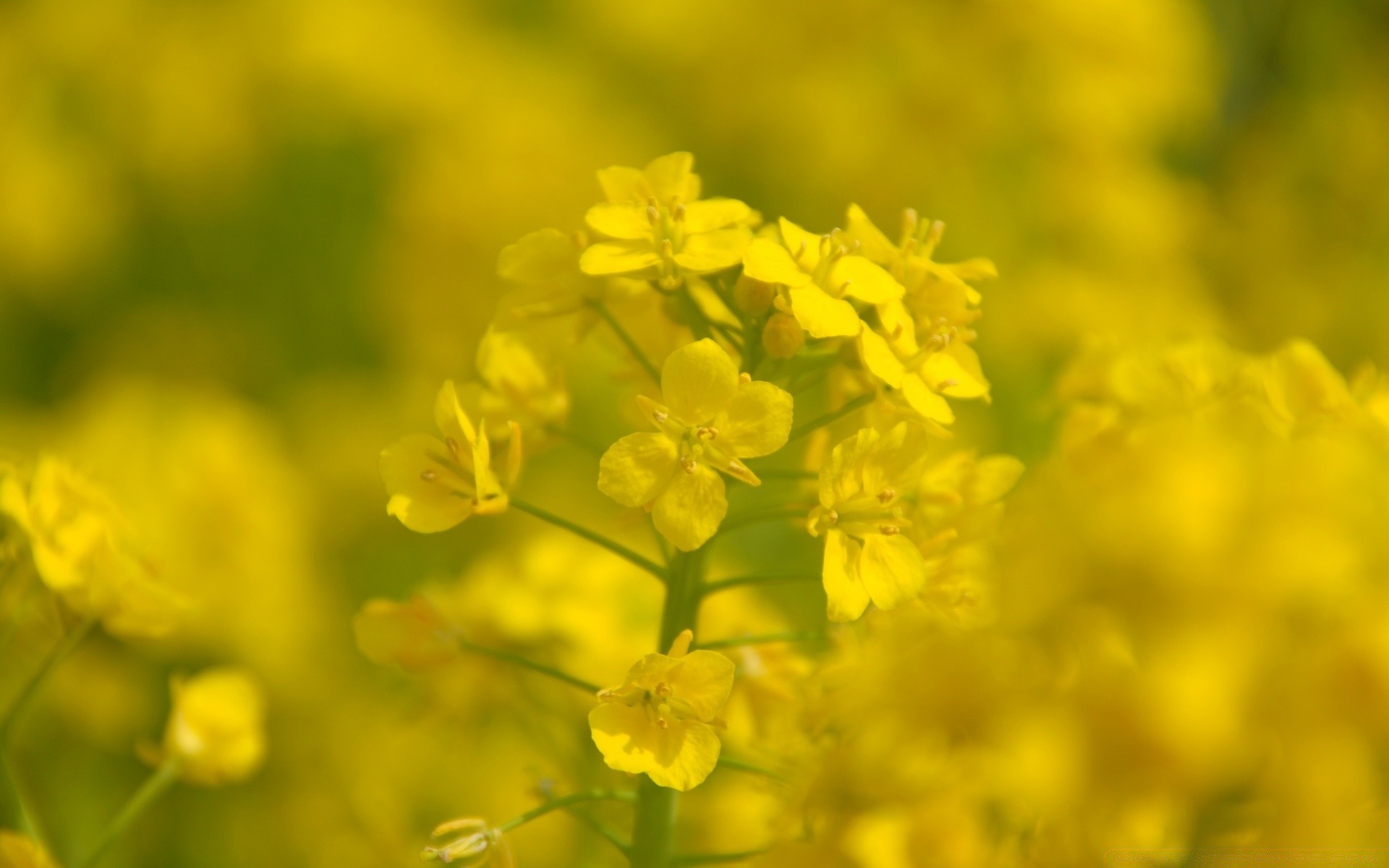 çiçekler çiçek doğa flora alan yaz kırsal çiçeklenme sezon tarım çevre saman büyüme yaprak çiçek bahçe renk yağ parlak açık havada