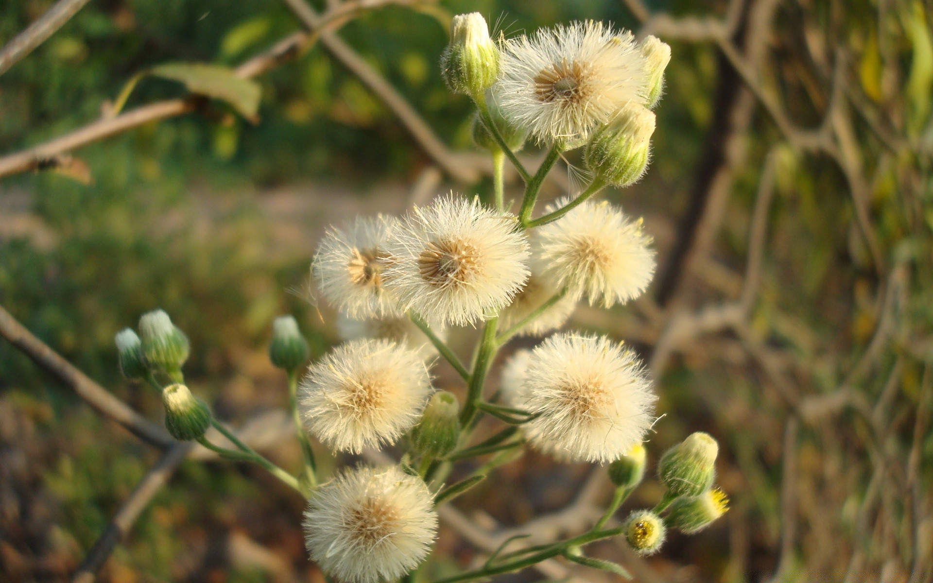 kwiaty natura flora kwiat ogród liść lato na zewnątrz kolor bluming zbliżenie kwiatowy oddział wzrost środa sezon dziki trawa pole drzewo