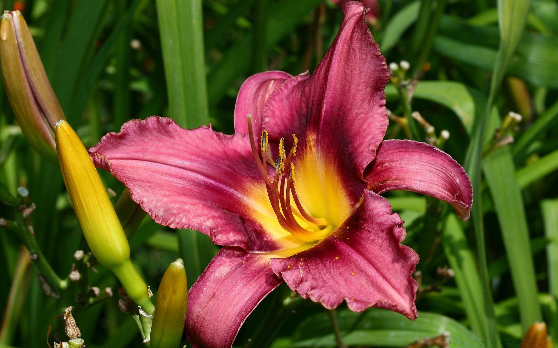 çiçekler doğa flora çiçek yaprak bahçe yaz tropikal açık havada parlak büyüme çiçek renk park çimen